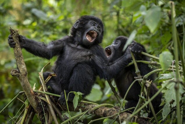 3 Days Gorilla Trekking Experience in Uganda