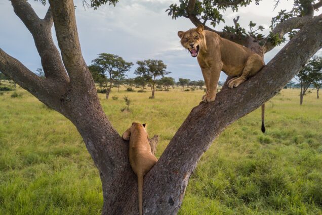 9 Days Murchison Falls, Queen Elizabeth, Lake Mburo & Entebbe Uganda Safari