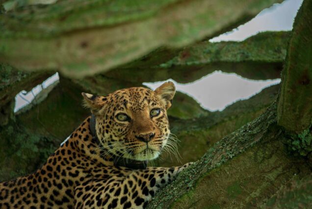 9 Days Murchison Falls, Queen Elizabeth, Lake Mburo & Entebbe Uganda Safari