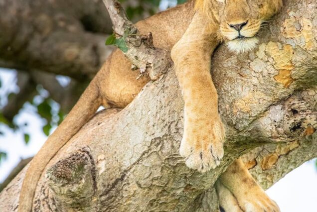 9 Days Murchison Falls, Queen Elizabeth, Lake Mburo & Entebbe Uganda Safari