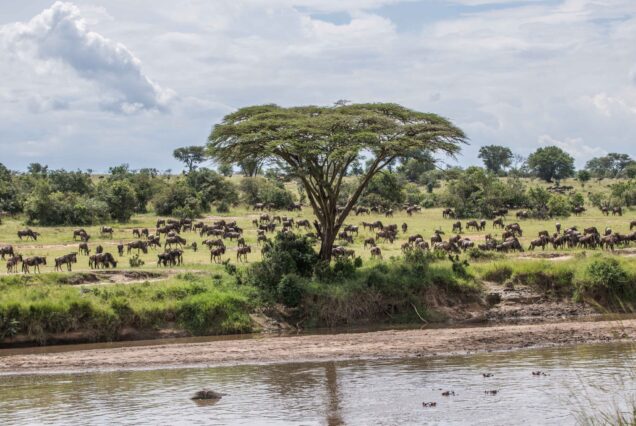 7 Days Serengeti Safari and Zanzibar Beach Holiday