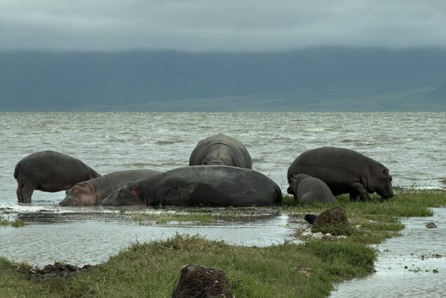 4 Days Ngorongoro & Serengeti Safari