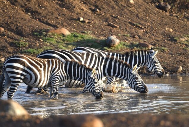 3 Days Maasai Mara Private Safari