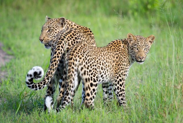 8 Days Arusha, Tarangire, Ngorongoro, Serengeti and Lake Manyara Safari