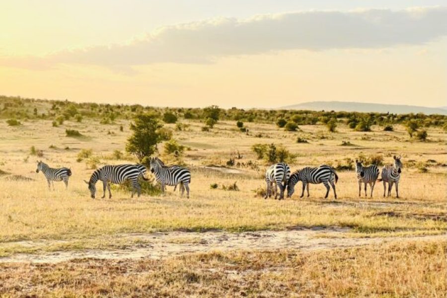 10 Days Maasai Mara, Lake Nakuru, Amboseli, Ngorongoro, Serengeti and Arusha Tour