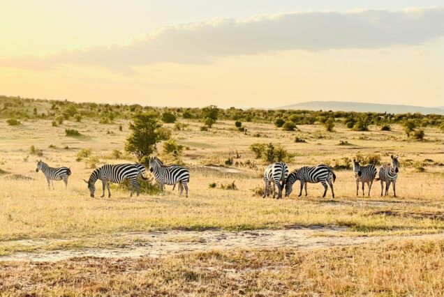 3 Days Maasai Mara Private Safari