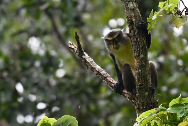 3 Days Nyungwe National Park Chimpanzee Trek & Canopy walk Tour Rwanda