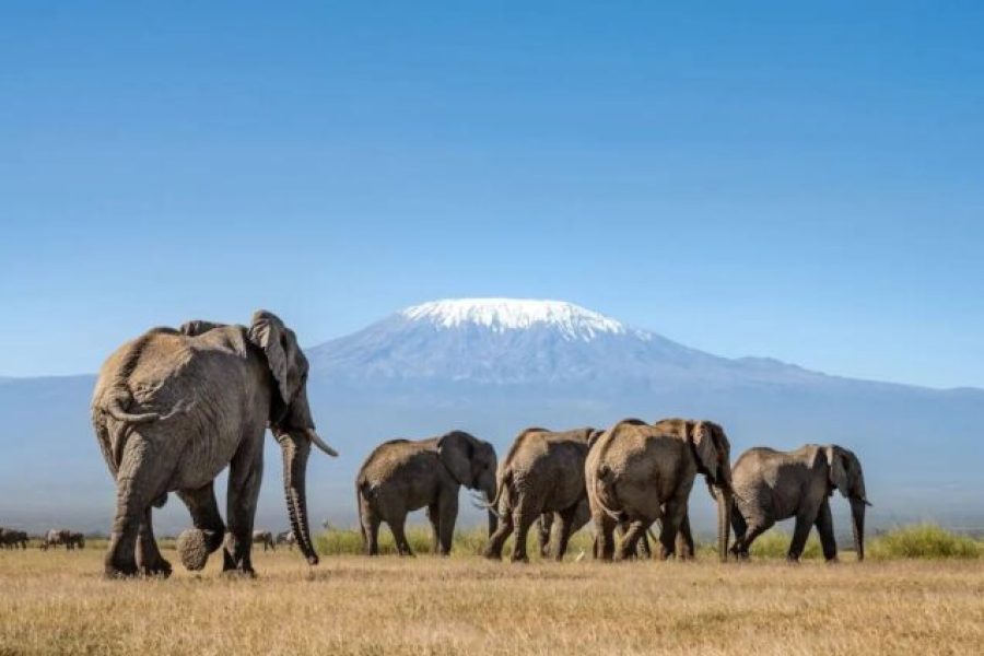 Overnight Safari to Amboseli National Park (2 Days / 1 Night)