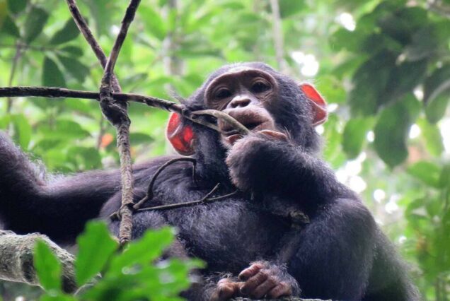 4 Days Kibale Chimpanzee Tracking & Bwindi Gorilla Trek Uganda Safari