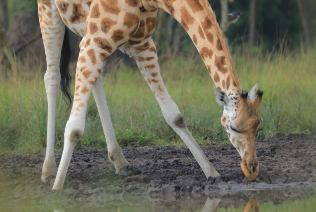 9 Days Best of Uganda Safari