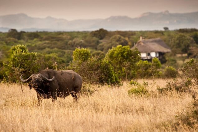 5-Day Maasai Mara & Lake Naivasha Private Safari – A Journey to the Heart of Nature