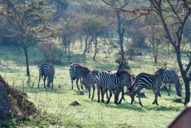4 Days Lake Mburo Safari, Gorilla Trekking in Bwindi and Lake Bunyonyi Tour Uganda