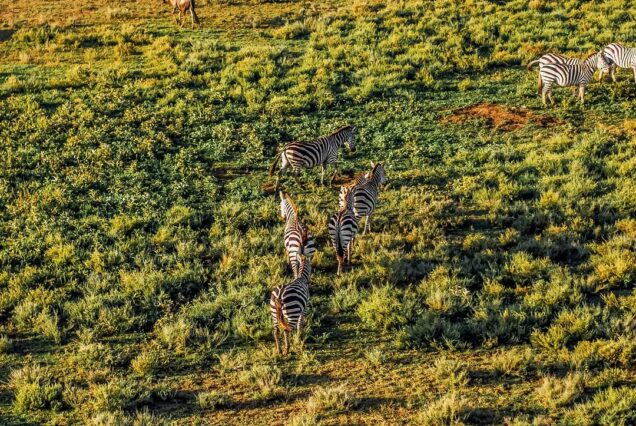 7 Days Serengeti Safari and Zanzibar Beach Holiday