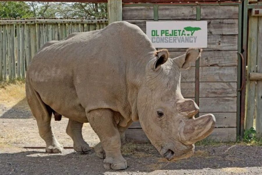 Overnight Safari to Ol Pejeta Conservancy (2 Days / 1 Night)