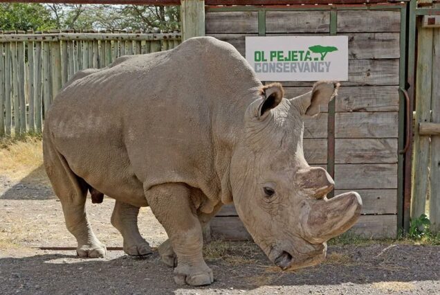 Overnight Safari to Ol Pejeta Conservancy (2 Days / 1 Night)