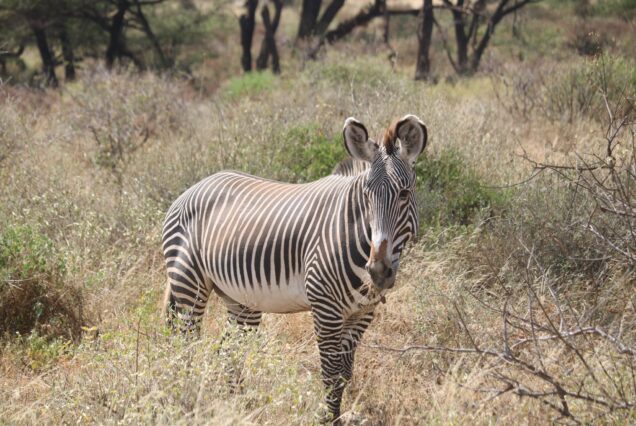 Overnight Safari to Ol Pejeta Conservancy (2 Days / 1 Night)