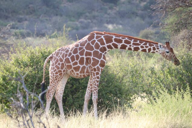 Overnight Safari to Ol Pejeta Conservancy (2 Days / 1 Night)