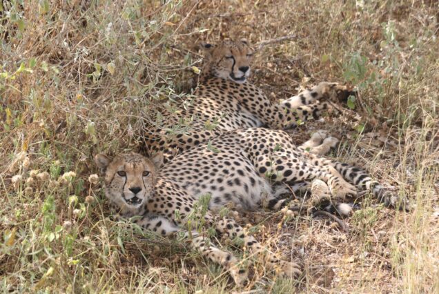 3 Days Maasai Mara Private Safari