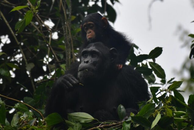 3 Days Nyungwe National Park Chimpanzee Trek & Canopy walk Tour Rwanda