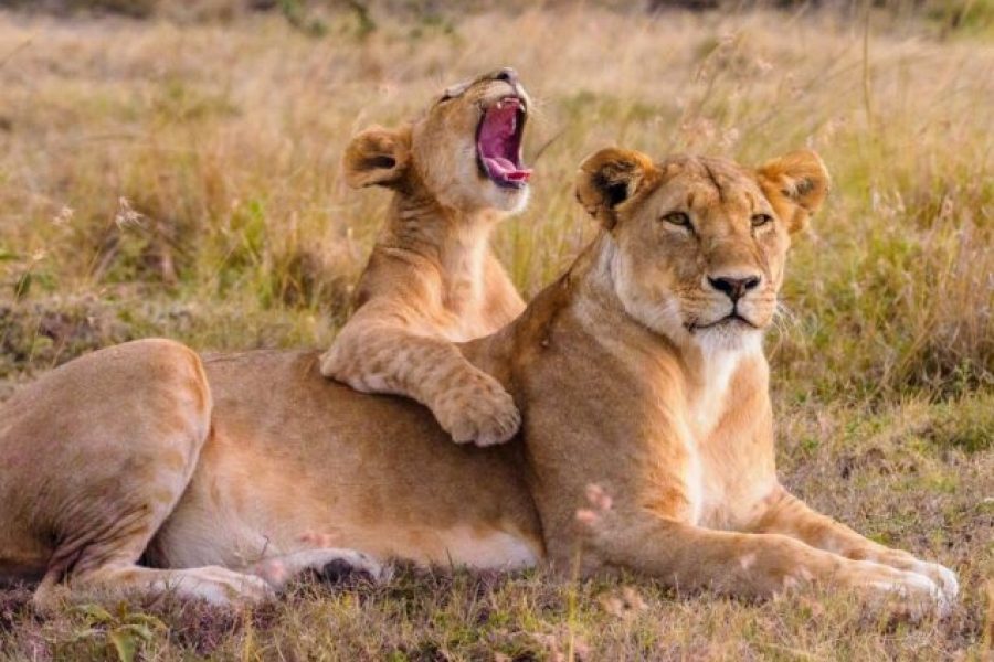 9 Days Kenya & Tanzania Safari and Beach Holiday