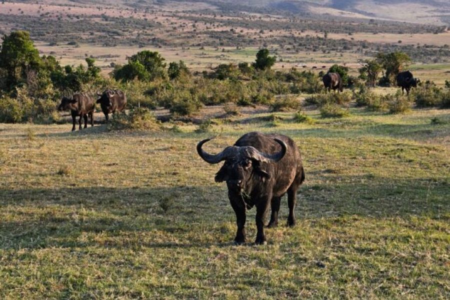 3 Days Maasai Mara Private Safari