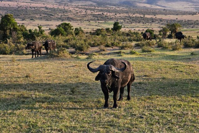 3 Days Maasai Mara Private Safari