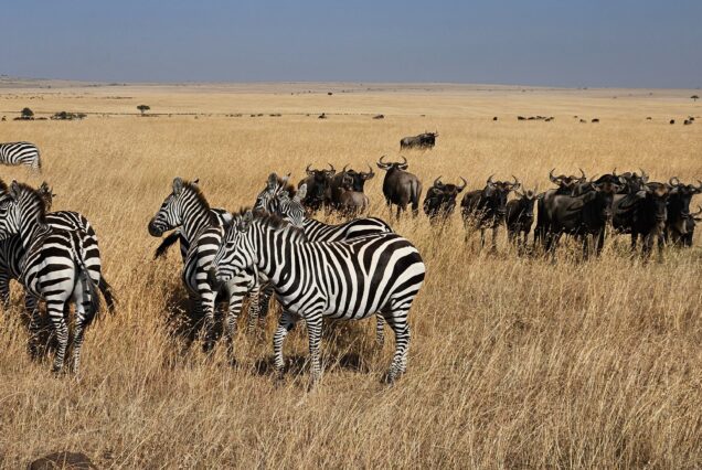3 Days Maasai Mara Private Safari