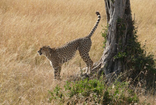 3 Days Maasai Mara Private Safari