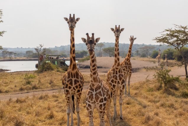 9 Days Best of Uganda Safari