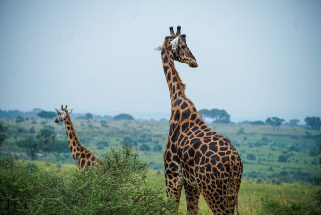3 Days Murchison Falls National Park Safari