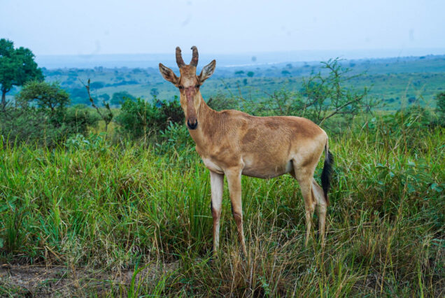 3 Days Murchison Falls National Park Safari