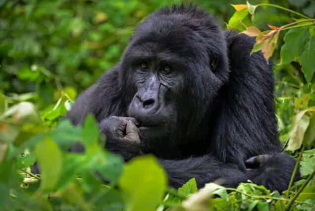 4 Days Kibale Chimpanzee Tracking & Bwindi Gorilla Trek Uganda Safari