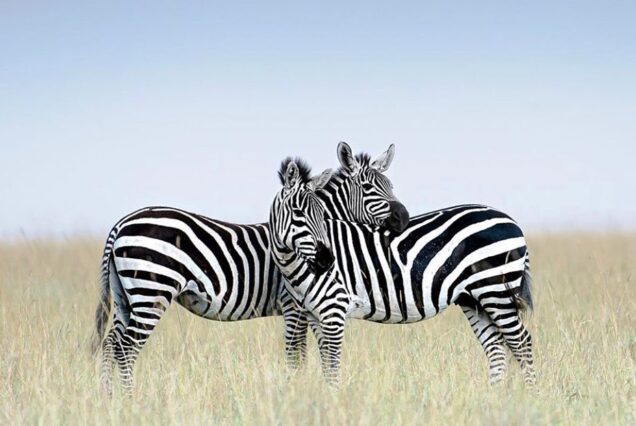 Overnight Safari to Amboseli National Park (2 Days / 1 Night)