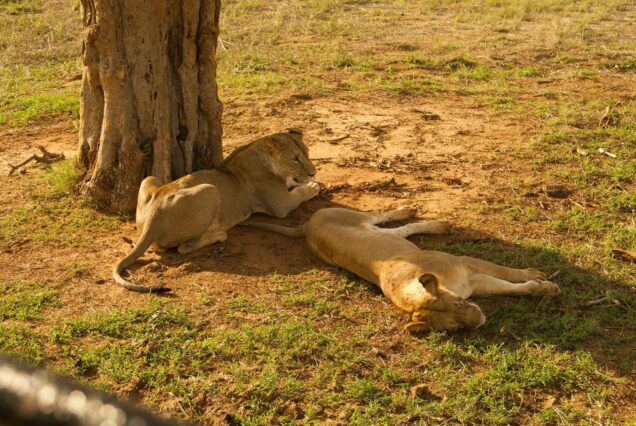 8 Days Ol Pejeta, Naivasha (Crescent Island), Maasai Mara, Lake Nakuru & Amboseli Safari