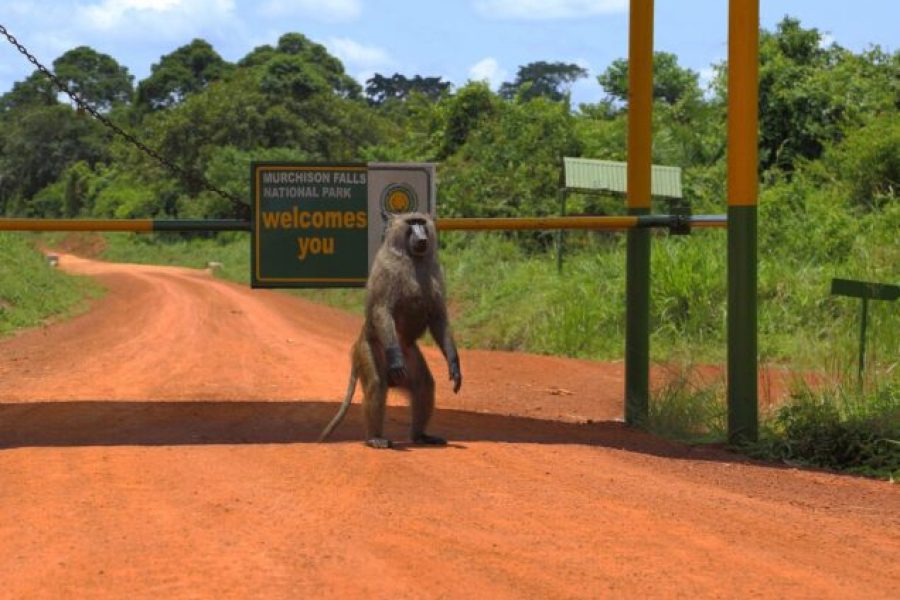 7 Days Uganda Adventure Safari