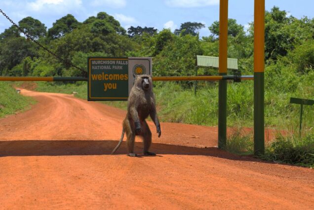 7 Days Uganda Adventure Safari