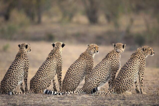 7-Day Tanzania Safari and Zanzibar Beach Escape