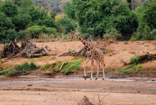 8 Days Amboseli, Nakuru, Maasai Mara, Naivasha and Samburu Safari