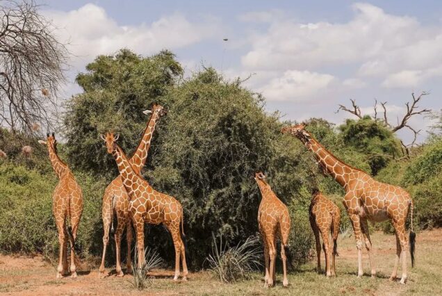 8 Days Amboseli, Nakuru, Maasai Mara, Naivasha and Samburu Safari