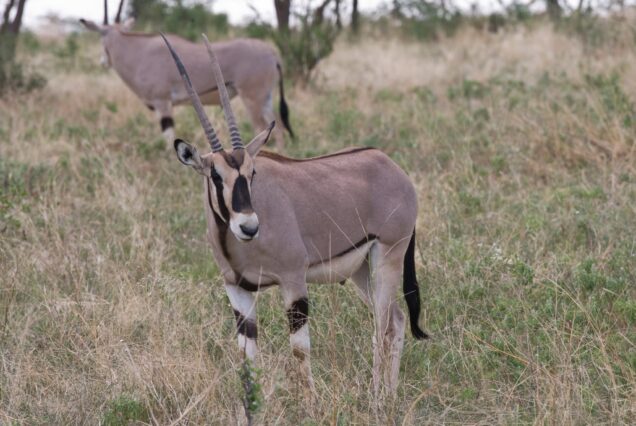 10 Days Maasai Mara, Lake Nakuru & Amboseli Safari and Diani Beach Holiday