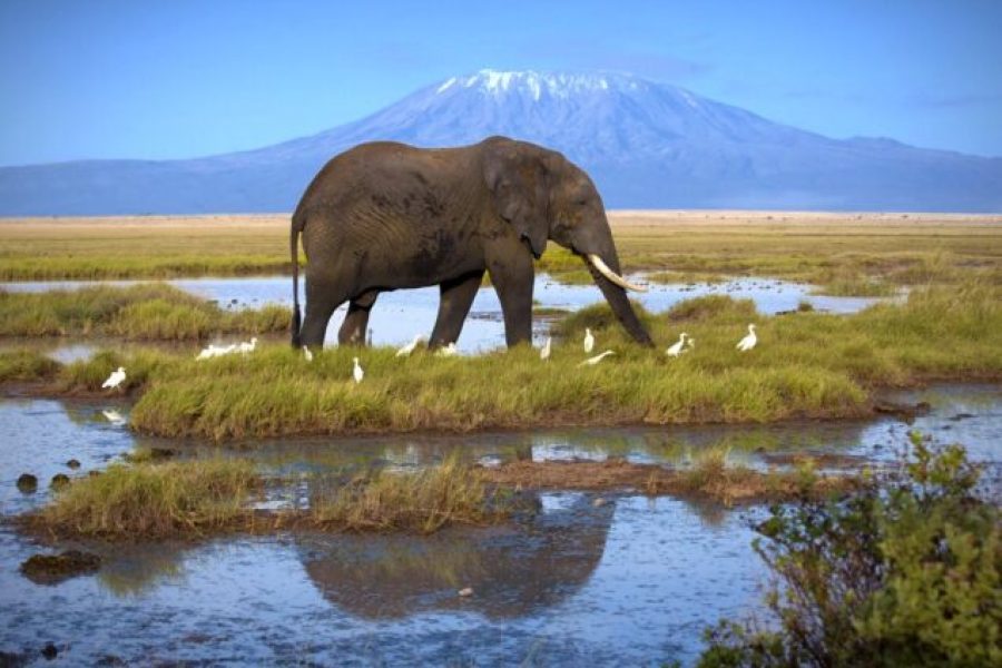 7 Days Amboseli, Lake Nakuru & Maasai Mara Safari
