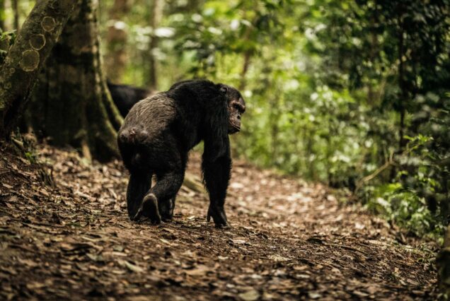 3 Days Nyungwe National Park Chimpanzee Trek & Canopy walk Tour Rwanda