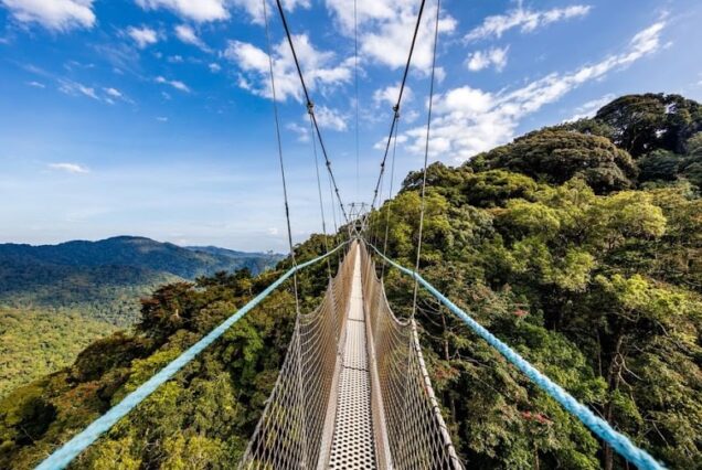 3 Days Nyungwe National Park Chimpanzee Trek & Canopy walk Tour Rwanda
