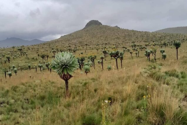 4 Days Mt. Kenya Climb (Sirmon to Chogoria route)
