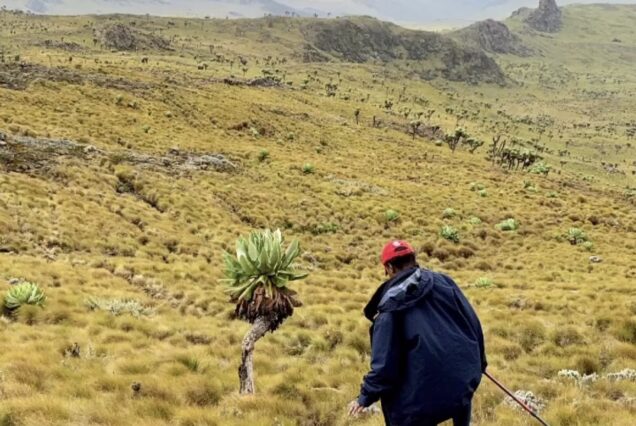 4 Days Mt. Kenya Climb (Sirmon to Chogoria route)